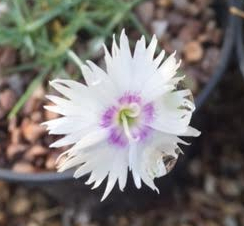 Dianthus serotinus 